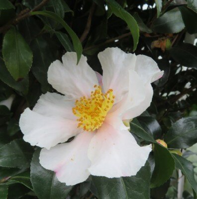 CAMELLIA sasanqua 'Cleopatra White'