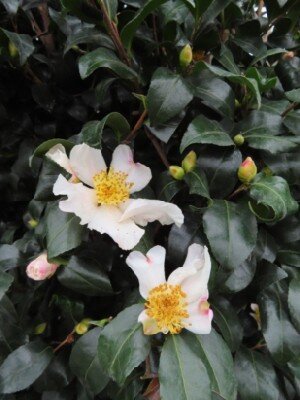 CAMELLIA sasanqua 'Cleopatra White' - image 3