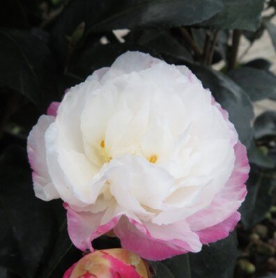 CAMELLIA sasanqua 'Beatrice Emily' - image 2