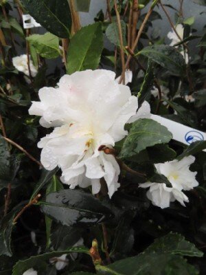 CAMELLIA sasanqua 'Biancaneve' - image 2