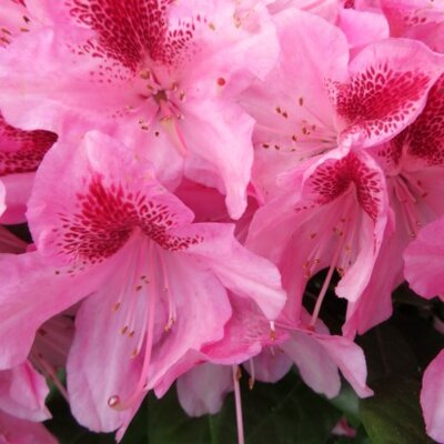 RHODODENDRON 'Cosmopolitan' - image 2