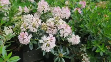 RHODODENDRON 'Bloombux Pink' - image 1