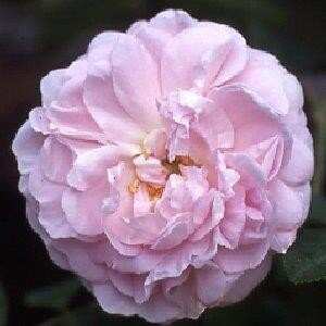 ROSA 'Maidens Blush'