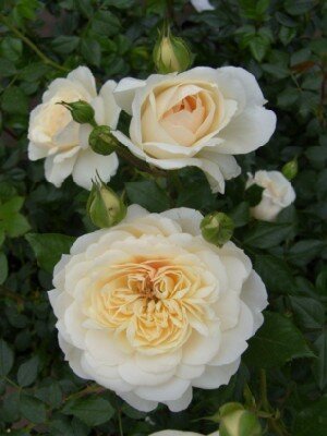 ROSA 'Queen's Jubilee Rose'