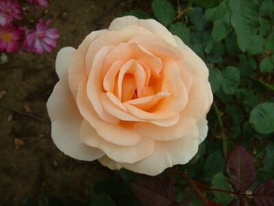 ROSA 'The Churchill Rose'