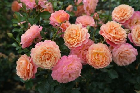 ROSA 'Peach Melba'