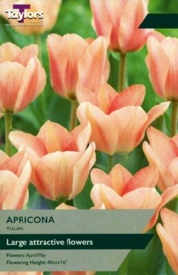 TULIPA 'Apricona'