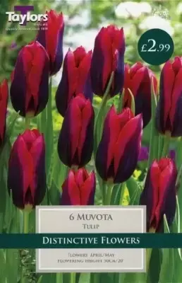 TULIPA 'Muvota'