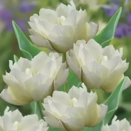 TULIPA 'White Valley'