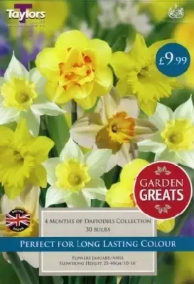 Narcissus '4 Months of Daffodils Collection'