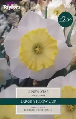 Narcissus 'New Star'