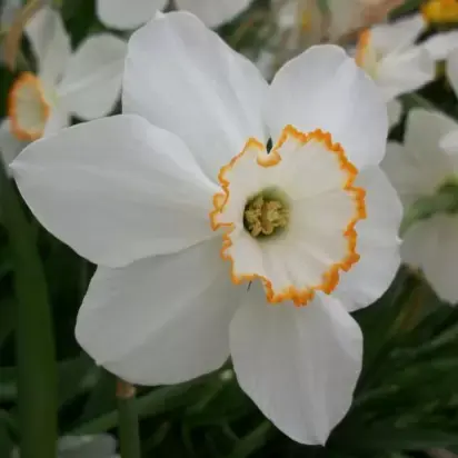 Narcissus 'Redstart'