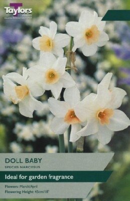 Narcissus 'Doll Baby' - image 1