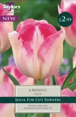 TULIPA 'Infiniti'