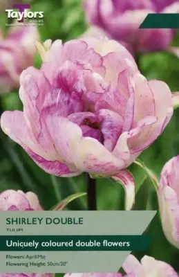 TULIPA 'Shirley Double'