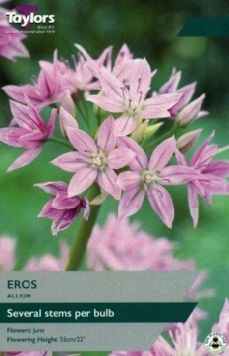 ALLIUM 'Eros'