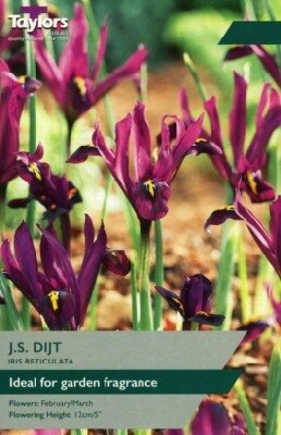 IRIS reticulata 'J S Dijt'