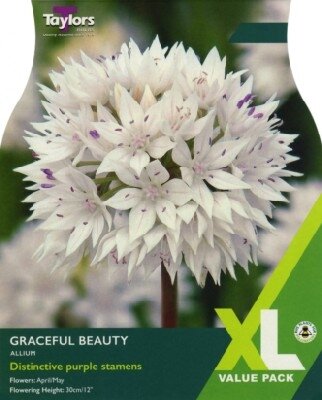 ALLIUM 'Graceful Beauty'