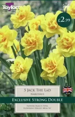 Narcissus 'Jack the Lad'