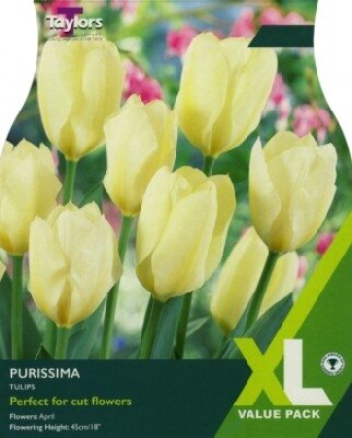 TULIPA 'Purissima'