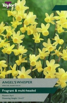 Narcissus 'Angels Whisper' - image 1