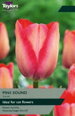 TULIPA 'Pink Sound'