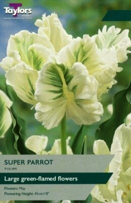 TULIPA 'Super Parrot'