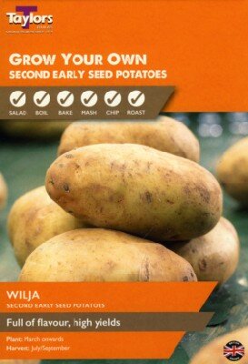 Solanum tuberosum 'Wilja' (POTATO)