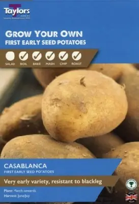 Solanum tuberosum 'Casablanca' (POTATO)