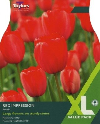 TULIPA 'Red Impression'