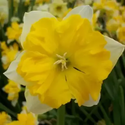 Narcissus 'Chanterelle'