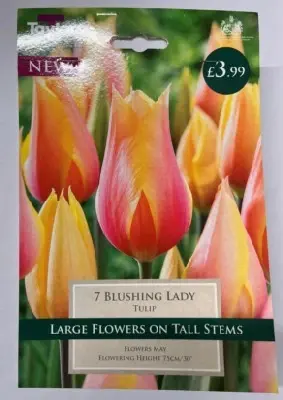 TULIPA 'Blushing Lady'