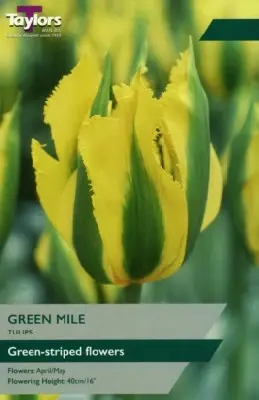 TULIPA 'Green Mile'