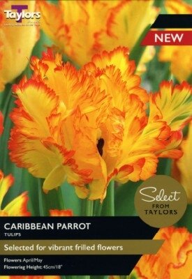 TULIPA 'Caribbean Parrot'