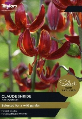 LILIUM 'Claude Shride'