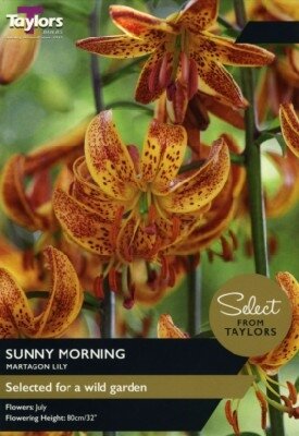 LILIUM 'Sunny Morning'