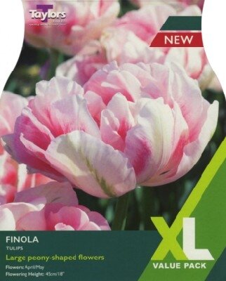 TULIPA 'Finola'