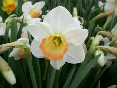 Narcissus 'Rainbow'