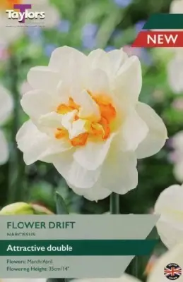 Narcissus 'Flower Drift'