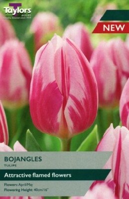 TULIPA 'Bojangles'