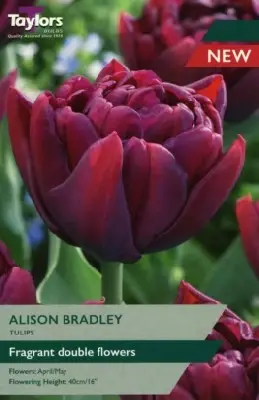 TULIPA 'Alison Bradley'