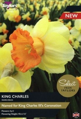 Narcissus 'King Charles'