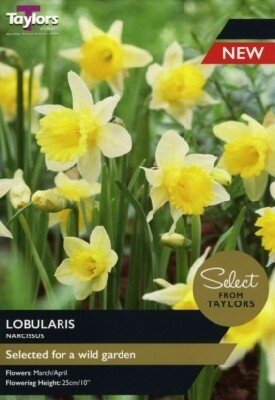 Narcissus 'Lobularis'