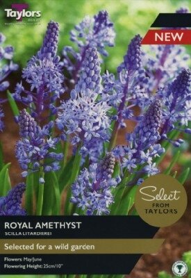 SCILLA litardierei 'Royal Amethyst'