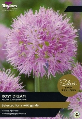 ALLIUM carolinianum 'Rosy Dream'