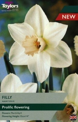 Narcissus 'Filly'