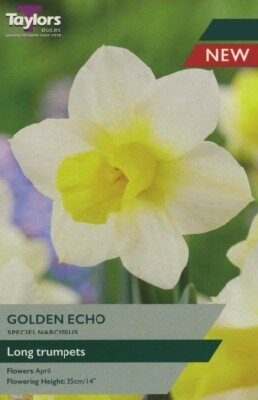 Narcissus 'Golden Echo'