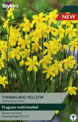 Narcissus 'Twinkling Yellow'