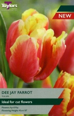 TULIPA 'Dee Jay Parrot'