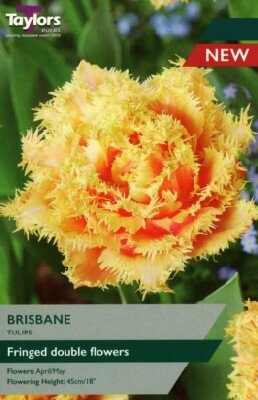 TULIPA 'Brisbane'